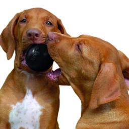 KONG Extreme Ball Stark Boll För Hunden